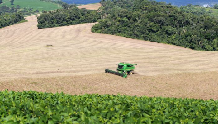  Área semeada e bom clima mantêm expectativa de safra recorde para o feijão no Paraná